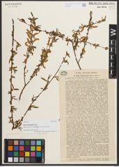 Foto von Salix niedzwieckii Goerz